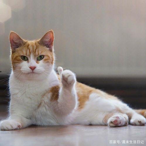 娱乐吃瓜酱小猫咪被吓,一场意外的“黄瓜大作战”