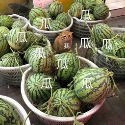 娱乐吃瓜壁纸高清图片,尽享视觉盛宴