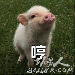 肥猪猪娱乐吃瓜酱,揭秘娱乐圈那些不为人知的幕后故事