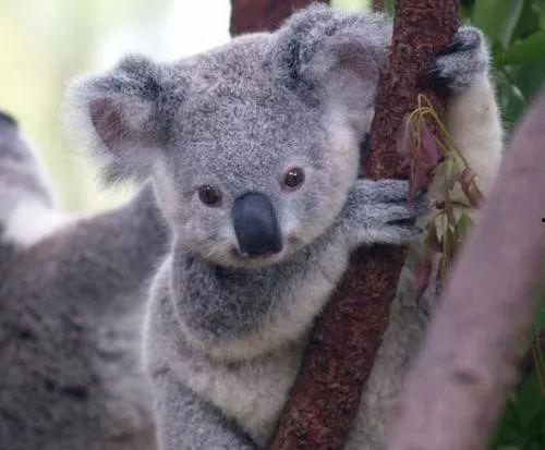 娱乐吃瓜酱考拉