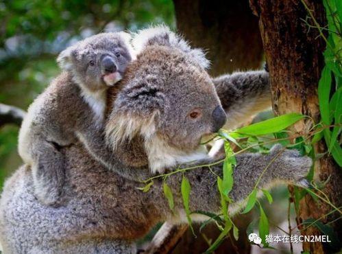 娱乐吃瓜酱考拉